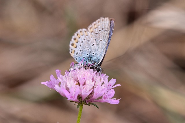 Butterfly on Flower